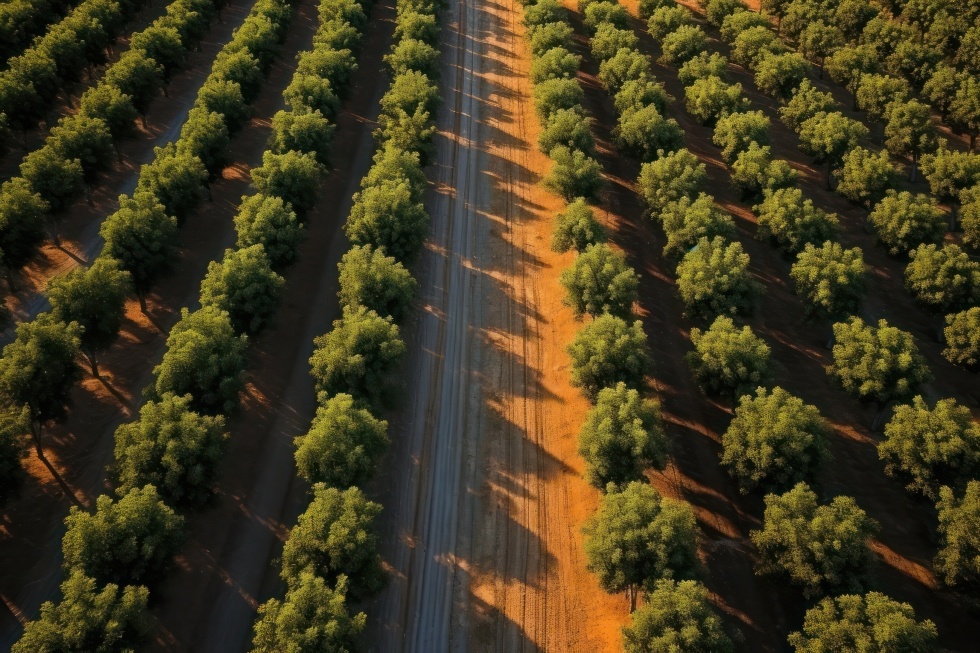 Egypt Leads Citrus Exports Surge