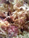 Sea Moss