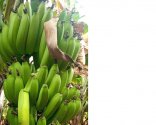 G9 CAVENDISH BANANA