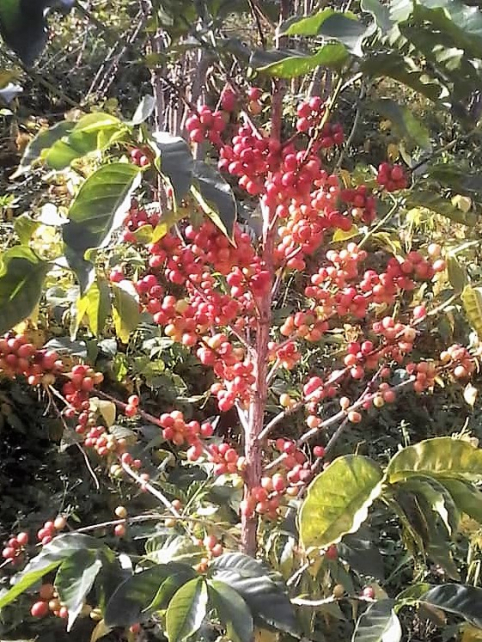 Arabica (Washed) Coffee - Green Beans from Uganda