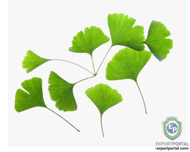 Ginkgo Biloba Extract