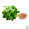 Bacopa Monnieri Extract (Saponins 24%)