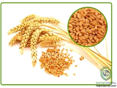 Wheat Protein Phytochemicals