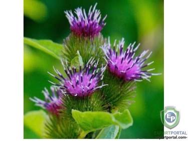 Burdock Root Extract